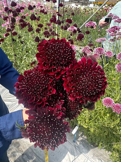 From plug to bloom, flower farmers and floral designers are kids in a candy store shopping Scoop Scabiosa 'Marshmallow', 'Lollipop' and 'Pink Peppermint’. Scoop Scabiosa, Focal Scoop and BonBon Scoop are fluffy, lush, dramatically larger than their predecessors, and almost too productive to keep up with harvesting! Scoop Scabiosa, Caring For Mums, Pink Peppermint, Flower Farmer, Candy Store, Keep Up, Lollipop, Peppermint, Farmer