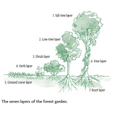 How to Design a Backyard Forest Garden Food Forest Design, Lawn Ideas, Backyard Food, Food Forest Garden, Garden Vines, Permaculture Gardening, Permaculture Design, Garden Shrubs, Edible Landscaping