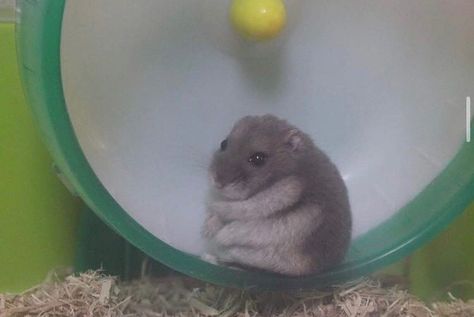 chonky animals 🐾 on Instagram: “hamster chönk ♥ follow us @chonky.posts ♥ ♥ share with a friend ♥ #animals #chonky #cute #adorable #videos #animal #pic #chonker #aww #fat…” Hamster Names, Hamster Care, Funny Hamsters, A Hamster, Cute Rats, Cute Hamsters, Funny Animal Memes, Hamsters, Rodents