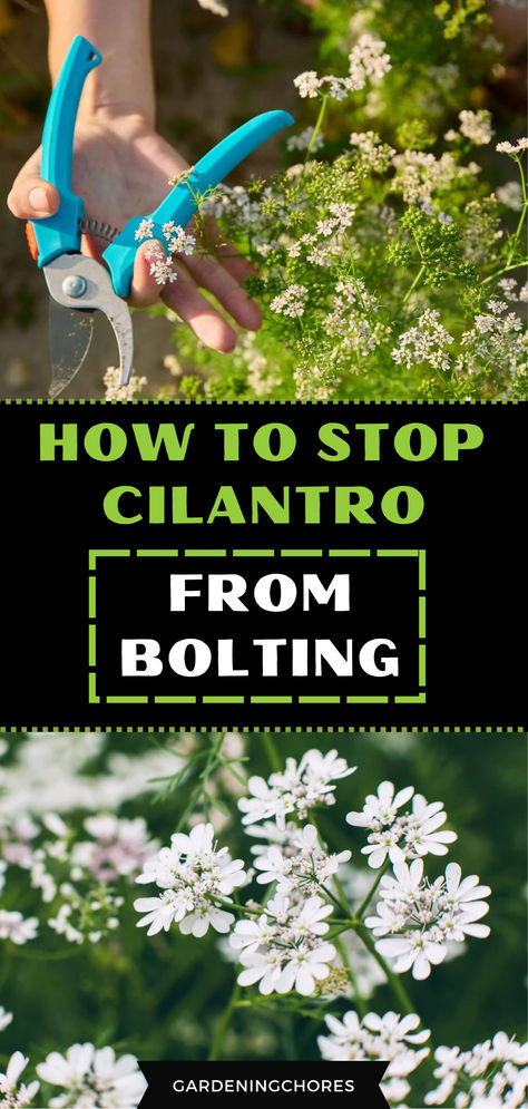 🌱✋ Mastering the Art of Cilantro Care: Stop Bolting with Our Pro Tips! 🚫🌿 Harvesting Cilantro How To, How To Preserve Cilantro, Cilantro Plant Care, Cilantro Uses, Storing Cilantro, Pruning Cilantro, Harvesting Cilantro, Harvest Cilantro, Grow Cilantro