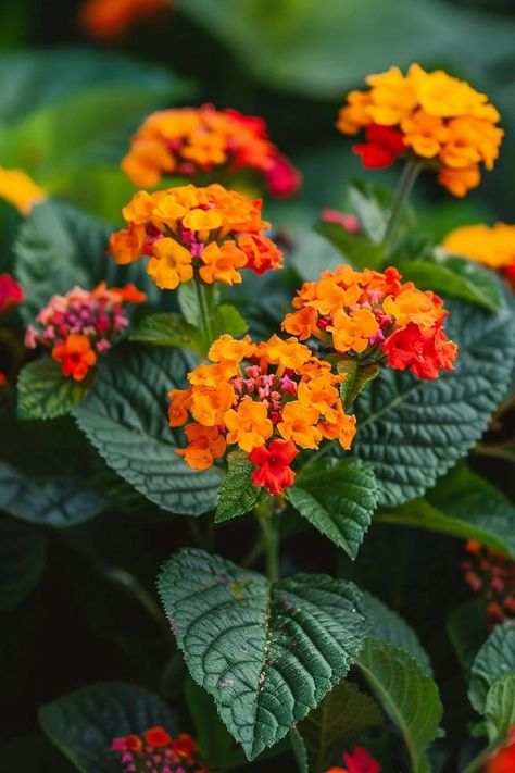 Lantana Landscaping Ideas: Vibrant Garden Tips Lantana Landscaping, Functional Backyard, Flower Combos, Lantana Flower, Lantana Plant, Small Urban Garden, Landscaping Trees, Drought Tolerant Landscape, Urban Gardens