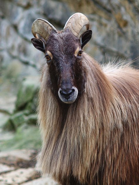 Himalayan Tahr Himalayan Tahr, Horned Animals, Wild Sheep, Musk Ox, Animal Crackers, Noahs Ark, Animal Faces, Animals Of The World, Wild Animals