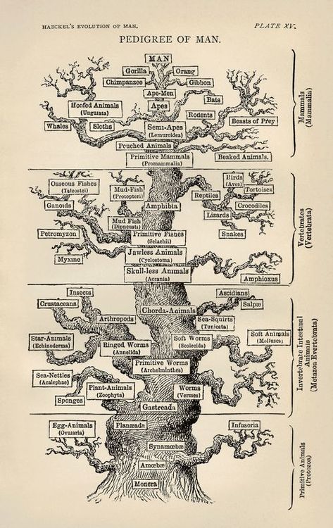 Tree of life by Haeckel, offered by Haeckel in his "The Evolution of Man" (1879), shows the general evolutionary progress of living things culminating in man, the hopeful and suspected end (or height, or crowning achievement) of the process of evolution.  Which is a little odd, come to think of it, to have there be nothing above man, not even a space for unimaginable improvement, not even a single unused branch to express the possibility of supra-human development. Evolution Of Man, Charles Darwin, Different Languages, Scientific Illustration, Science Books, Tree Print, Science And Nature, Natural History, Family Tree