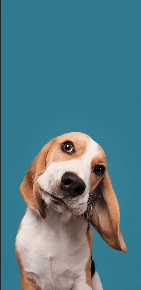 Beagle Wallpaper Iphone, Beagle Wallpaper, Great Dane Portrait, Dog Wallpaper Iphone, Puppy Dog Pictures, Dog World, Animal Photoshoot, 강아지 그림, Wallpaper For Iphone