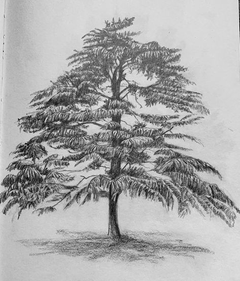 Mastering trees Cedar Of Lebanon, Lebanon, Sketch Book, Sketch, Abstract Artwork, Trees, Plants, Flowers, Art