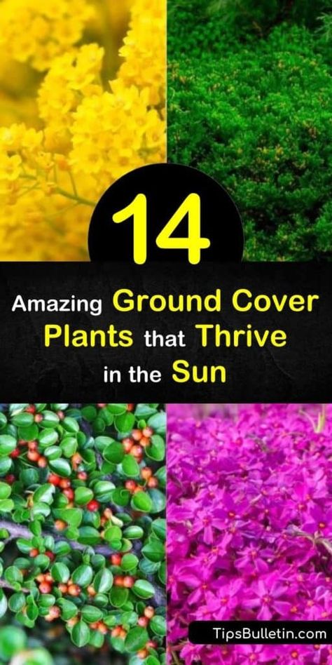 Snow In Summer Ground Cover, Creeping Phlox Landscaping, Creeping Phlox Ground Cover, Flowering Ground Cover Perennials, Phlox Ground Cover, Full Sun Ground Cover, Purple Ground Cover, Ground Covers For Sun, Sedum Ground Cover