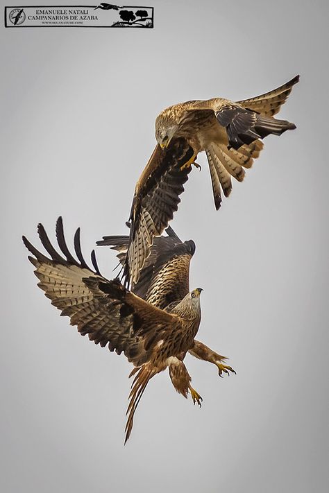 Magical Nature Tour — Red Kite fight in the air by Emanuele Natali Skua... Magical Nature, Red Kite, Best Cameras, Nature Tour, Bird Of Prey, Nature Photographer, Bird Wings, Birds Tattoo, Nature Photographs