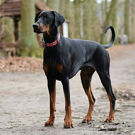 Doberman Natural, Doberman Pinscher Natural Ears, Dog Tumblr, Doberman Love, Doberman Pinscher Dog, Doberman Dogs, Guide Dog, Wild Dogs, Weimaraner