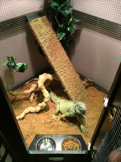 Spike's "dinner table". Custom cage for our iguana, made by my husband. Iguana Care, Iguana Cage, Iguana Pet, Diy Reptile, Bearded Dragon Cage, Bearded Dragon Tank, Baby Bearded Dragon, Green Iguana, Reptile Room