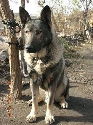 Langqing Dog, Japanese Wolf Blue, Japanese German Shepherd, Japanese Wolf Green, Wolf Gray, Wolf Green Gray German Shepherd, Kunming Wolfdog, Animals Inspiration, Japanese Wolf, Dog Japanese, Green Wolf, Pretty Puppies, Police Canine, Livestock Guardian Dog