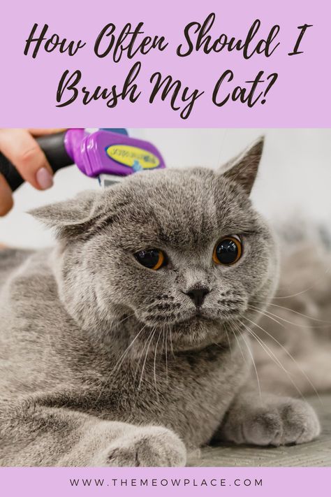 Cats may groom themselves, but some breeds require more than a tongue bath to stay happy and healthy. Find out how you can help your cat with proper grooming techniques to keep them in peak physical condition -- and how often you should do it! how to brush a cat | cat grooming tips | cat care tips | cat blog | The Meow Place | best brushes for long-haired cats Cat 2023, Egyptian Mau, Cat Cleaning, Scared Cat, Older Cats, Cute Goats, Long Haired Cats, Cat Care Tips, Grooming Tips