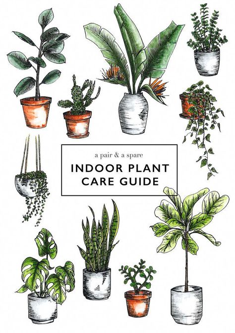 How to Care for Indoor Plants Plant Care Guide Printable, Plants Hacks, Asian Entrees, Indoor Plant Care Guide, Gardening Inside, Indoor Plants Diy, Indoor Tropical Plants, Tarot Design, Gardening Indoors