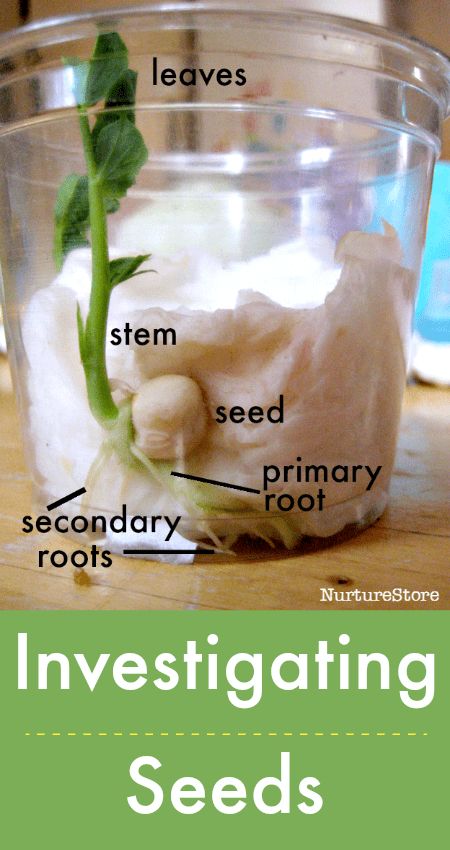 Plants Lesson Plans, Vetenskapliga Experiment, Plant Lessons, Kid Experiments, Plant Science, Kindergarten Science, Preschool Science, Homeschool Science, Spring Nature