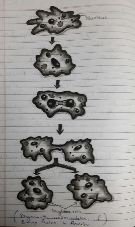 Hand Made Diagrammatic Representation of Binary Fission in Amoeba Binary Fission In Amoeba Diagram, Amoeba Drawing, Biology Drawing, Science Notes, Architecture Concept, Architecture Concept Drawings, Pew Pew, Book Art Diy, Concept Architecture