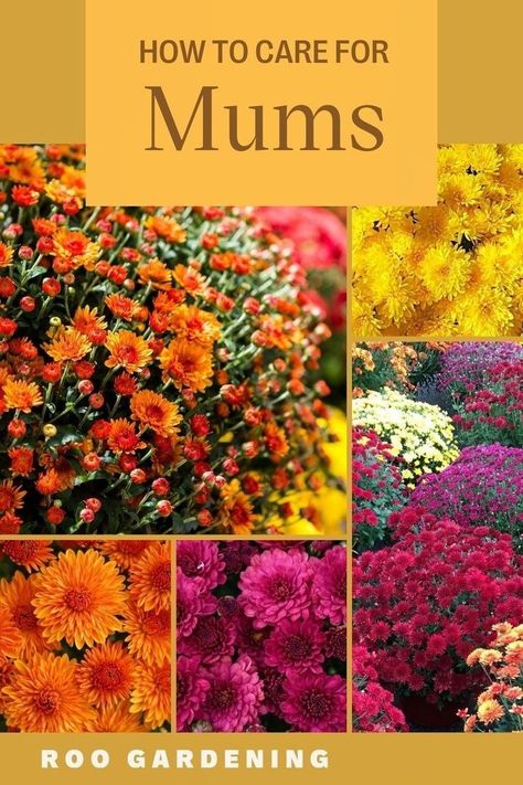 Mums are a fall staple plant and we have some mums tips to keep your blooms looking pretty all season long. Repot your mum when you get home.  Mums tend to be rootbound (their roots take up the whole pot) and will last longer if you plant them in a larger pot. You will get a longer bloom if you can find a sunny spot. Make sure to keep the soil moist. Pruning your mums may extend their life. Cheap Raised Garden Beds, Caring For Mums, Planting Mums, Fall Mums, Growing Peonies, Growing Dahlias, Mums Flowers, Big Plants, Beautiful Flowers Garden