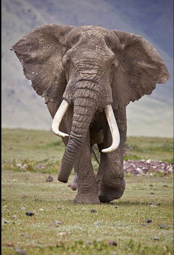 African Animals Photography, African Forest Elephant, African Bush Elephant, Elephant Photography, Elephant Artwork, Wild Animals Photography, Elephant Pictures, Elephants Photos, Wild Elephant