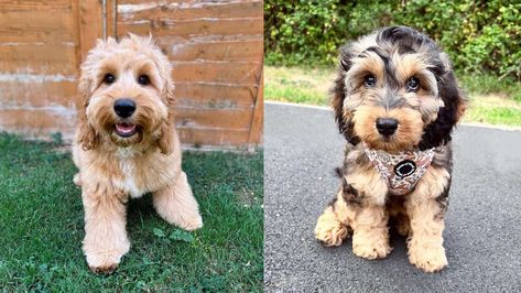 This article will discuss each of the Cockapoo Colors in detail to help you find the ideal dog for your family. Cockapoo Colors, Cartoon Cockapoo Dog, Cockapoo Full Grown, Cockapoo Dogs Full Grown, Cockapoo Training, Tea Cup Cockapoo, Favorite Person, Stuff To Do, Dogs