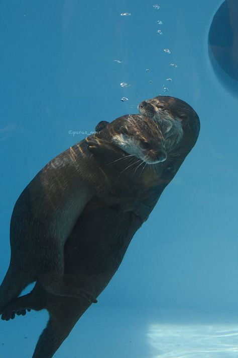 Underwater hugs! - January 20, 2017 - More at today's Daily Otter post: http://dailyotter.org/2017/01/20/underwater-hugs/ Otters Hugging, Significant Otter, Otters Cute, Otter Love, Baby Otters, River Otter, Silly Dogs, Sea Otter, Dachshund Puppies