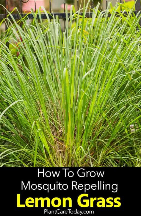 Lemongrass Plant: How To Care For Lemon Grass Deck Greenery, Lemongrass Plant, Feather Reed Grass, Gardening Indoors, Planting Grass, How To Grow Lemon, Deck Makeover, Pool Backyard, Florida Gardening