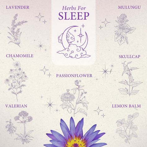 Here are some of our favourite HERBS for SLEEP.   Take a deeper dive on our latest blog - https://zurl.co/Mwzq Herbs For Sleep Witchcraft, Sleep Witchcraft, Witchy Herbs, Herbs For Sleep, Witch Herbs, Valerian, Witch Aesthetic, Take A, Witch