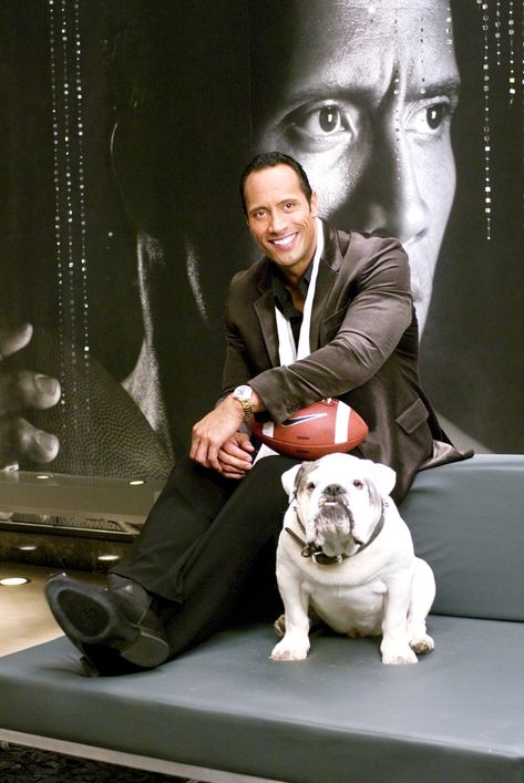 The Game Plan - Dwayne Johnson Celebrity Dogs, Engelberg, Cute Bulldogs, English Bulldog Puppies, The Rock Dwayne Johnson, Dwayne The Rock, Bulldog Lover, Dwayne Johnson, Bulldog Puppies