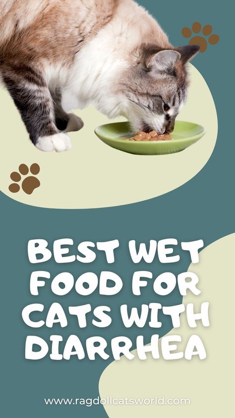 Best wet food for cats with diarrhea Food For Cats, Homemade Cat Food, Cat Food Brands, Best Cat Food, Better Digestion, Stomach Problems, Sensitive Stomach, Wet Cat, Dry Cat Food