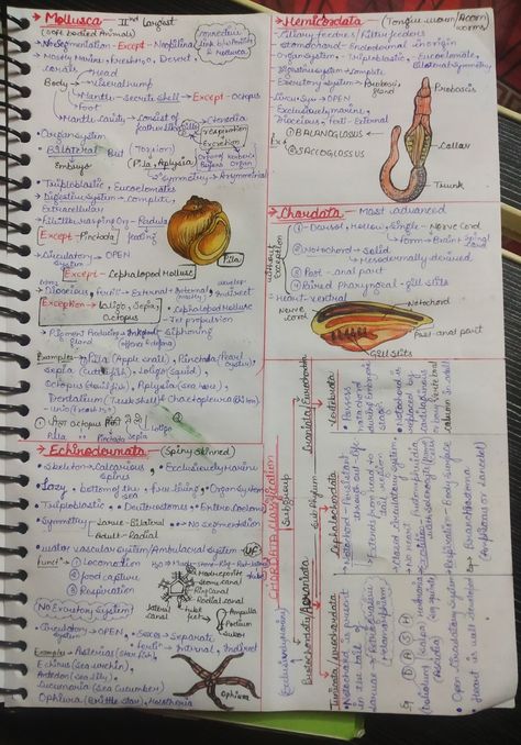 Handwritten detailed short notes 🌸 PAGE-03🌼 Animal Kingdom Short Notes, Animal Kingdom Notes, Animal Kingdom Classification, Zoology Notes, Kingdom Classification, Bio Notes, Neet Notes, Books Notes, Nurse Study