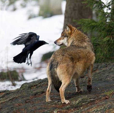 17 Photos That Prove Crows Don't Really Give a Damn Raven And Wolf, A Crow, Wolf Love, Wolf Spirit, Beautiful Wolves, The Crow, Arya Stark, A Wolf, Angry Birds