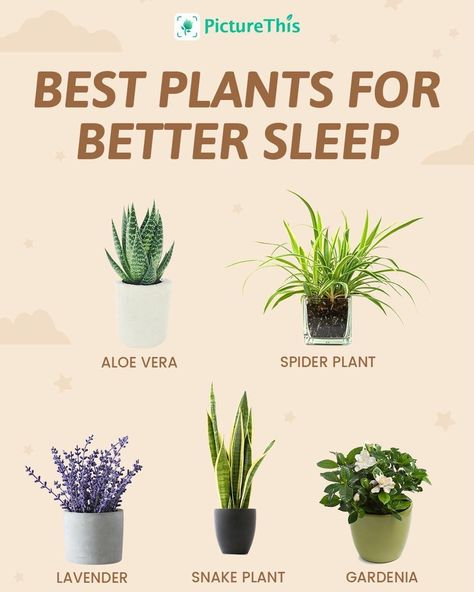 Inside House Plants, Plant Knowledge, Water Plants Indoor, Air Cleaning Plants, Indoor Vegetables, Plant Care Instructions, Plant Care Houseplant, Aloe Vera Plant, Growing Plants Indoors