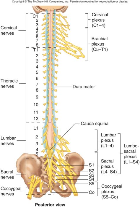 Nerve Anatomy, Basic Anatomy And Physiology, Spinal Nerve, Cranial Nerves, Spine Health, Medical Anatomy, The Nervous System, Nursing Study, Nerve Pain