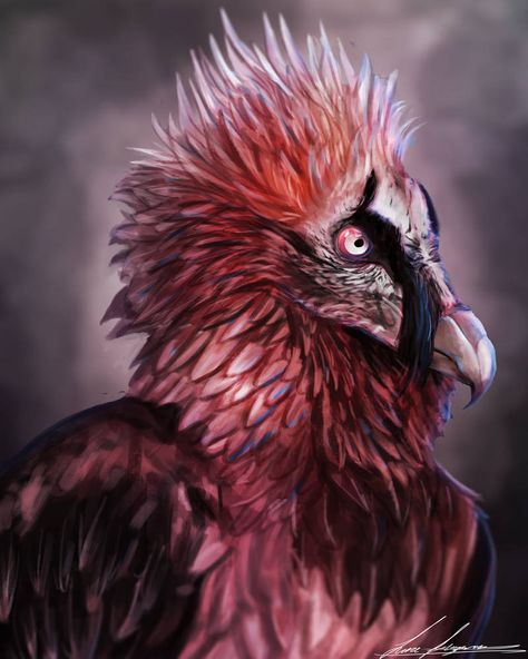 Pet Budgie, Bearded Vulture, The Devil, Of Course, Feathers, Bones, Pet, Media, Frame