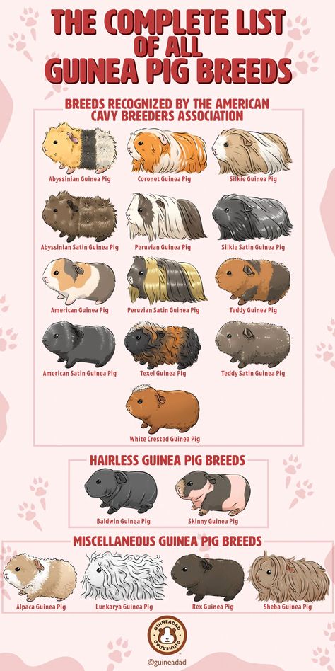 The Complete List of All Guinea Pig Breeds! – GuineaDad Ginny Pig Cages Ideas, Ginny Pigs Cages, Long Haired Guinea Pigs, Guinea Pig Enclosure Ideas, Diy Guinea Pig Hideout, Aesthetic Guinea Pig Cage, Guinea Pig Enrichment, Guinea Pig Enclosure, Guinea Pig Names