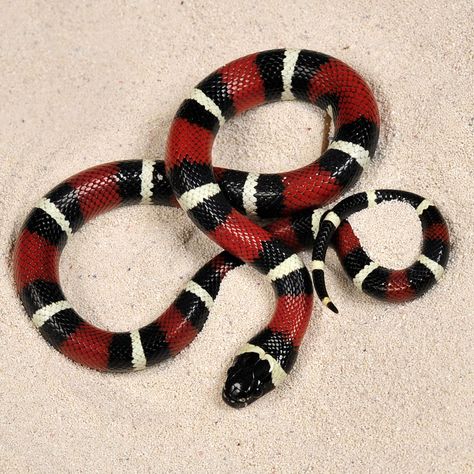 Milk Snake, Colorful Snakes, Coral Snake, Reptile Room, Cute Reptiles, Beautiful Snakes, Painted Gourds, Snake Patterns, Reptiles And Amphibians