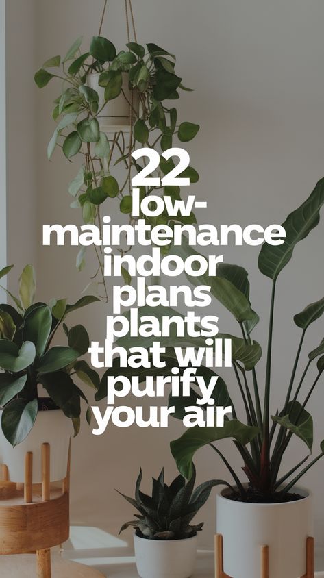 22 Low-Maintenance Indoor Plants That Will Purify Your Air (You’ll Love #11!) Indoor Plants That Purify The Air, Low Maintenance Indoor Plants, Nerve Plant, Dracaena Plant, Cast Iron Plant, Parlor Palm, Corn Plant, Chinese Evergreen, Rubber Plant