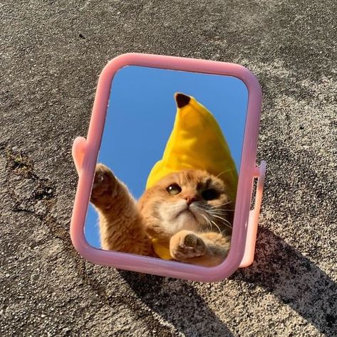 Mirror Mirror on the wall who is the fairest of them all?   #catpeople #catsofinstagram #cat #catstagram #instacat #catlover #pets #petstagram #catoftheday #meow #catsagram The Meaning Of Life, July 7, Meaning Of Life, The Meaning, The Mirror, A Cat, Mirror, Hats, On Instagram