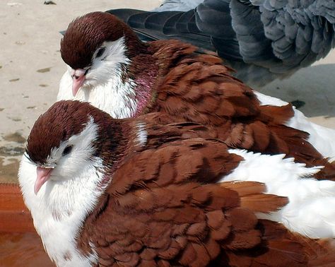 Red Lahore Pigeons | Flickr - Photo Sharing! Lahore Pigeon, Birds Wallpaper, Pretty Animals, Nature Birds, Surprising Facts, Silly Animals, Cable Sweater, Pretty Birds, Cute Birds