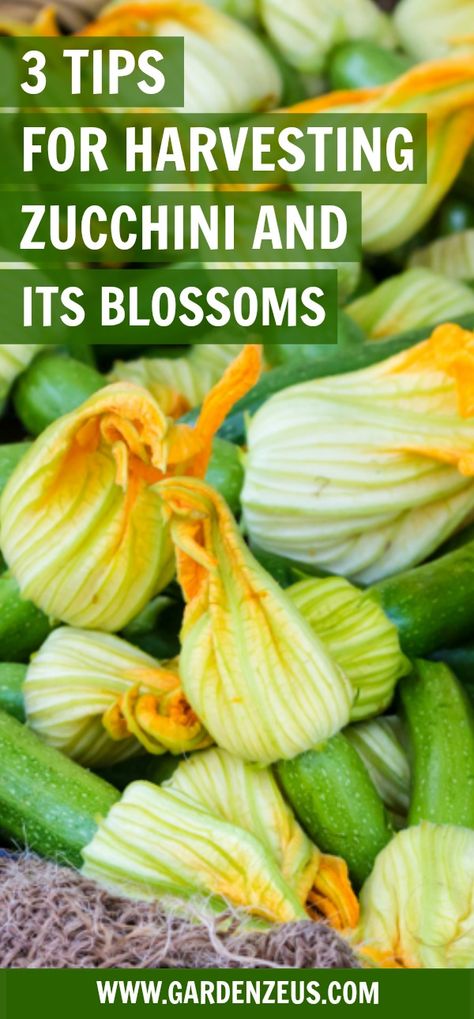 Runner Tips, Zucchini Blossoms, Zucchini Flowers, Organic Compost, Covered Garden, Squash Blossom, Spring Vegetables, Organic Gardening Tips, Summer Squash