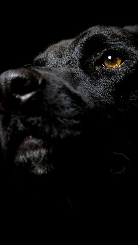 dog_muzzle_nose_shadow_dark_25934_640x1136 | by vadaka1986 Black Dog Wallpaper, Wallpaper Iphone Dog, Animals Wallpaper Iphone, Background 1920x1080, Dogs Black, Bored Dog, Nature Iphone Wallpaper, Dog Muzzle, Animals Dog