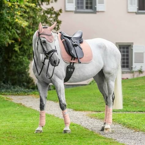 White Horse Tack, Horse Tack Sets, Horse Riding Fashion, Horse Outfits, English Horse Tack, Horse Riding Outfit, English Tack, Cutee Animals, Horse Products