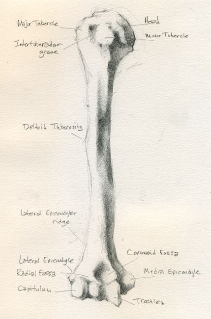 Humerus Tattoo, Humerus Anatomy, Jeff Haines, Charcoal Portraits, Anatomy Drawing, Anatomy And Physiology, Human Anatomy, Art Education, Portrait Drawing