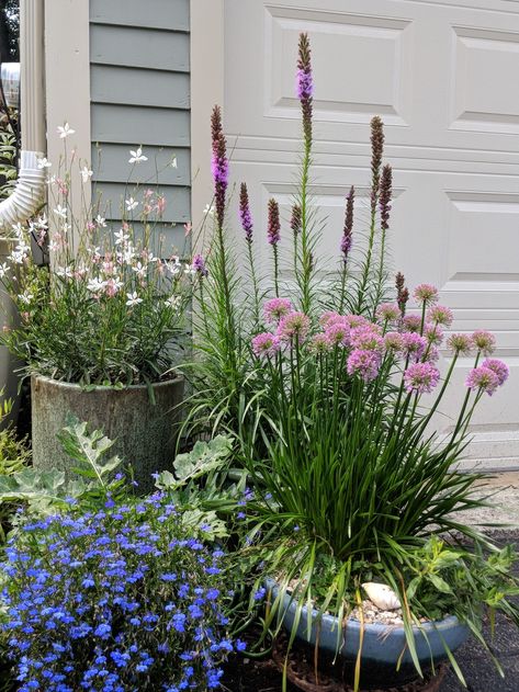 Front Porch Container Garden, Texas Potted Plants Patio, Guara Plant Container, Pollinator Plants In Pots, Potted Butterfly Garden, Native Plant Container Garden, Pollinator Container Garden, Spring Potted Plants, Wild Flower Planters