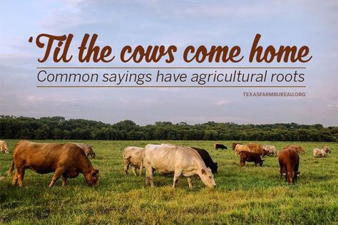 Did you know many sayings are rooted in farm wisdom? Texas Table Top dives into sayings like “time to hit the hay” and more! Common Sayings, Have You Ever Questions, Common Quotes, Texas Farm, Come Home, Winter Time, Wisdom Quotes, Agriculture, Farmer