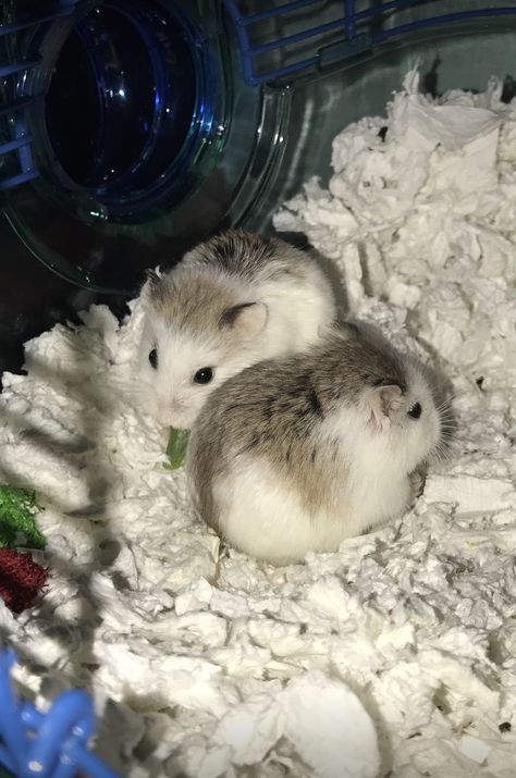 Robo Hamster, Hamster Pics, Baby Hamster, Funny Hamsters, Cute Rats, Hams, Cute Hamsters, Silly Animals, Cute Stuffed Animals