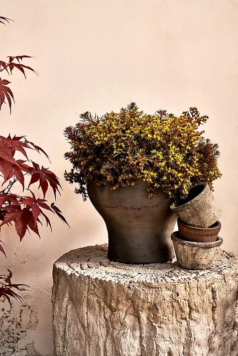 Unique & Modern Decorative Vases | AnthroLiving Pedestal Planter, Wit And Delight, Pine Cone Candles, Gifts Under 25, Anthropologie Home, Farm House Colors, Melrose Place, Berry Baskets, Terracotta Planter