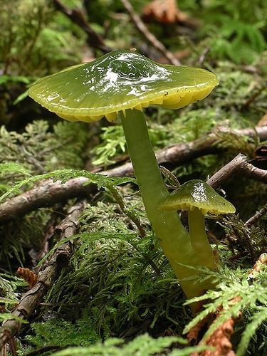 Hygrocybe Psittacina, commonly known as the Parrot Toadstool or Parrot Waxcap ~ By MaKeR i  (via nickner0) Parrot Waxcap, Green Mushroom, Lichen Moss, Mushroom Pictures, Slime Mould, Mushroom Fungi, Forest Floor, Wild Mushrooms, Science And Nature