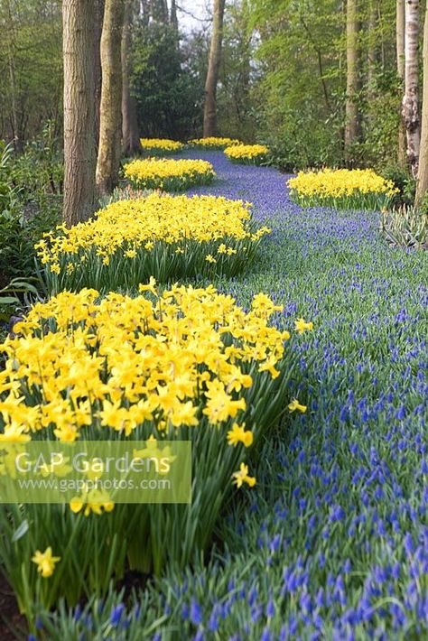 Muscari Armeniacum, Peeping Tom, Future Garden, Plant Photography, Woodland Garden, Flower Beds, Daffodils, Vegetable Garden, Beautiful Gardens