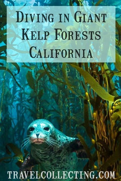 Western Travel, American Travel Destinations, Backpacking Canada, California Attractions, Diving Scuba, Animal Encounters, Deep Sea Diving, Kelp Forest, Scuba Diving Equipment