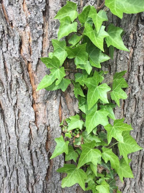 We do not currently ship to CA, AK, GU, PR, AZ, and HI. Grown, packaged and shipped exclusively by Wekiva Foliage. English ivy (Hedera helix) is an evergreen perennial. It is also classified as a woody vine. English ivy can act as a ground cover, spreading horizontally and reaching 8 inches in height. But it is also a climber, due to its aerial rootlets, which allows it to climb to 80 feet high. The plant will eventually bear insignificant greenish flowers, but it is grown primarily for its ever Tree Vines, Object References, Berries Photography, English Ivy Plant, Ivy Tattoo, Ivy Flower, Ivy Plant, Christmas Foliage, Dark Naturalism