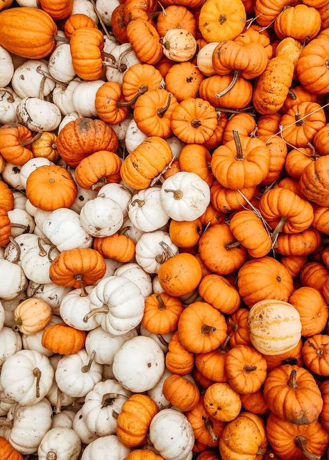 Fall Photo Wall, Fall Esthetics, Fall Pumpkin Aesthetic, Fall Reference, Fall Astethic, Pumpkins Aesthetic, Uk Prints, Uk Autumn, Pumpkin Field Pumpkin Patch Aesthetic, Uk Autumn, Box Photography, Fall Pics, Prints Photography, Pumpkin Photos, Fall Mood Board, Photography Collection, Autumn Scenery