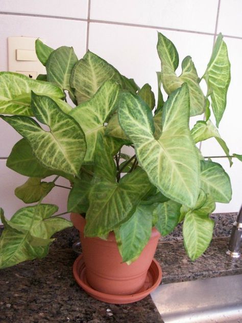 Nome Popular: Singônio | Nome Científico: Syngonium angustat… | Flickr Hanging Plants Decor, Wall Hanging Plants, Inside House Plants, Syngonium Podophyllum, Plant Inspiration, Arrowhead Plant, Live House Plants, House Green, Plant Goals